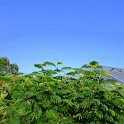 Paraserianthes lophantha= Albizia lophantha